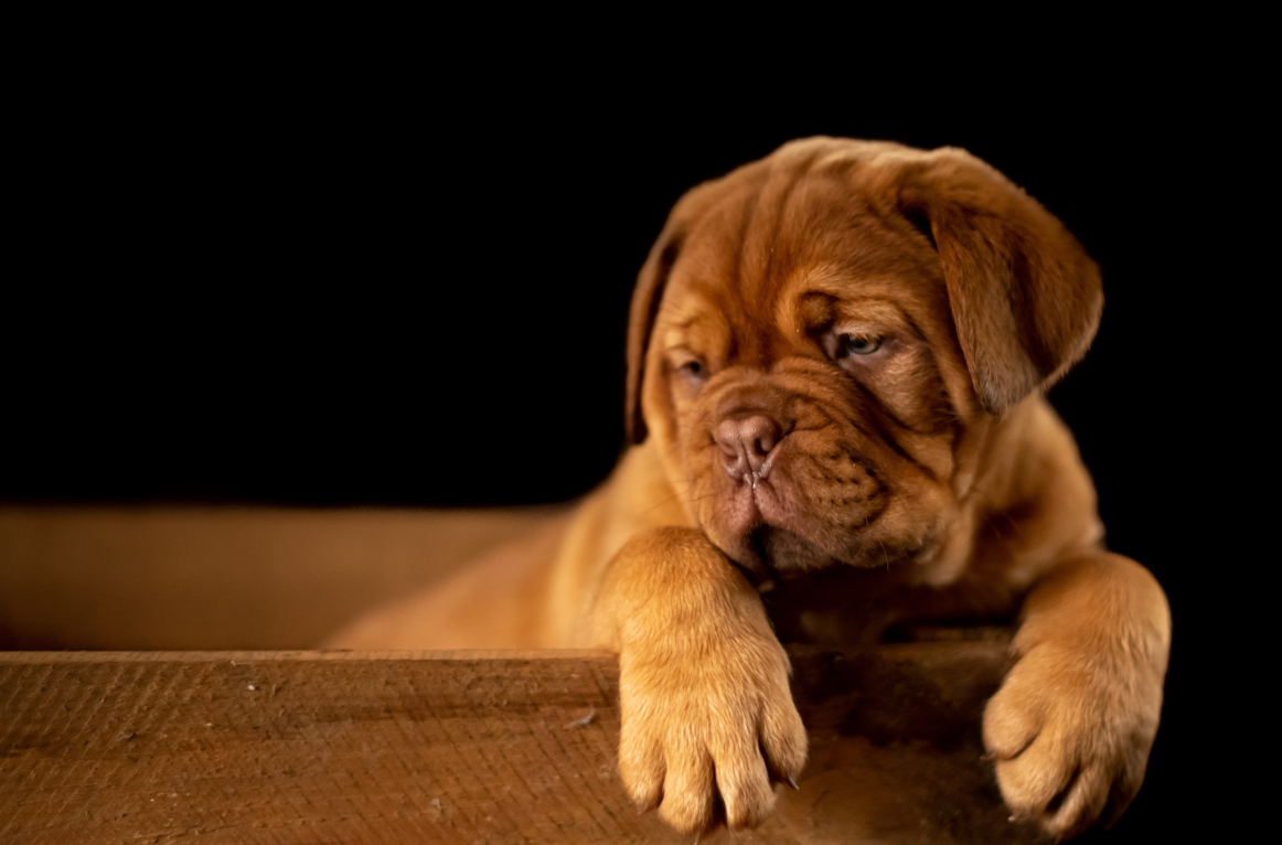 breeding-2