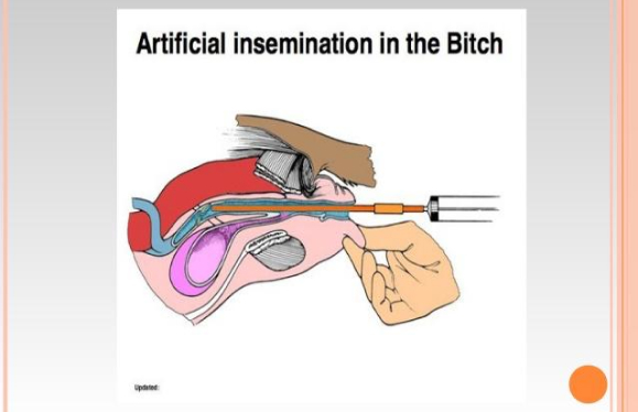 insemination