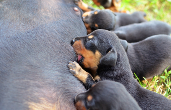 puppies