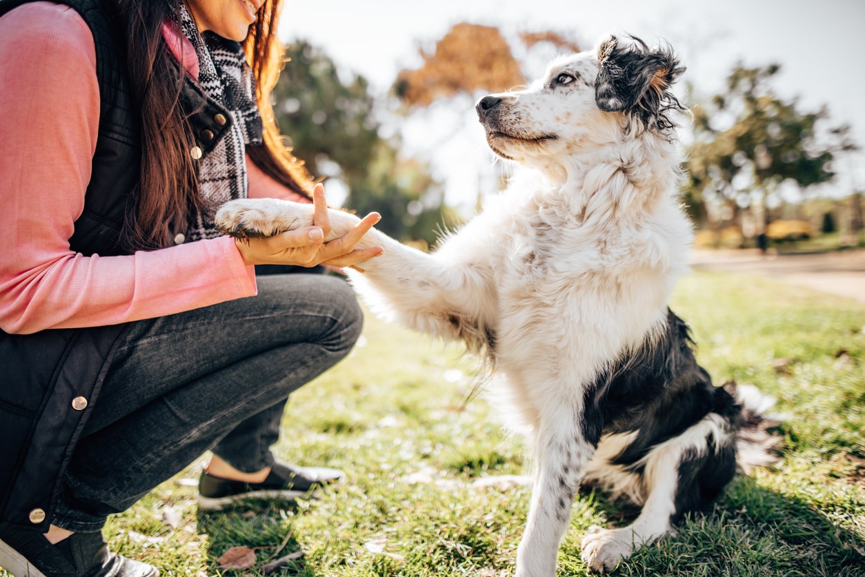 collie training in field