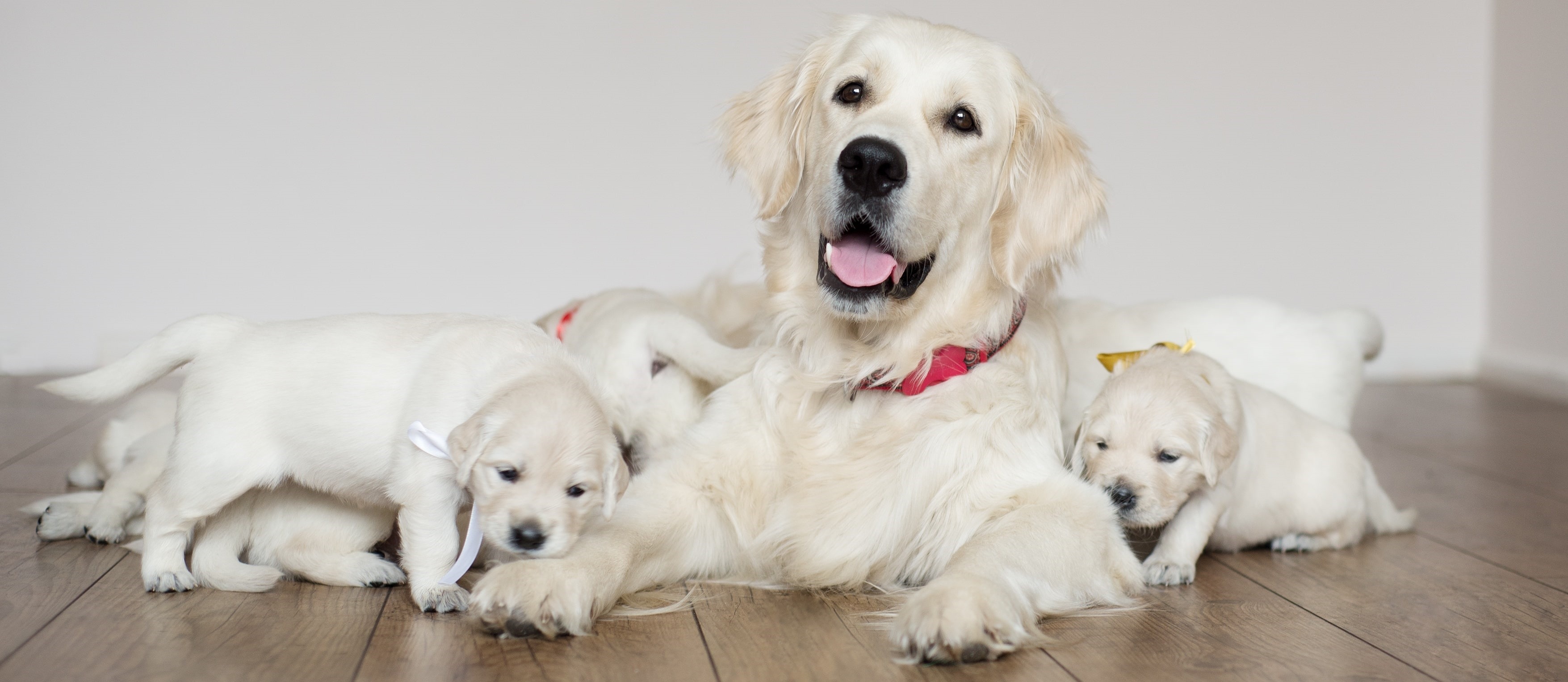 Puppy Breeders Puppy Breeders