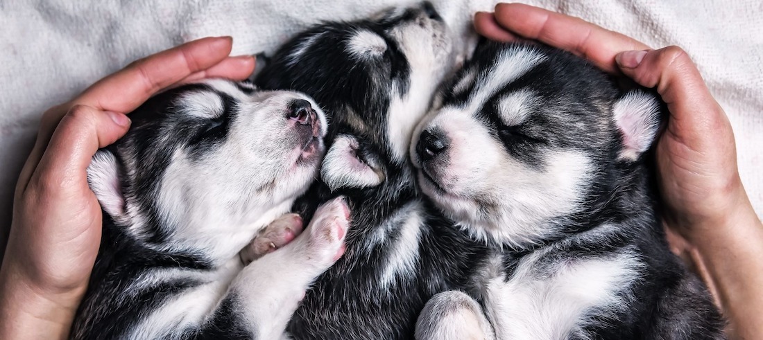 Puppy Breeds Puppy Breeds