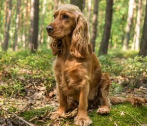 cocker spaniel in forest cocker spaniel in forest