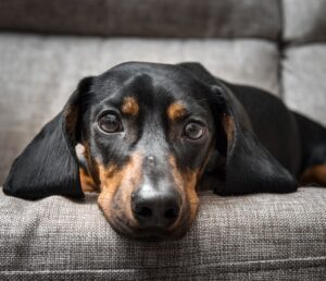 dachshund relaxing at home dachshund relaxing at home