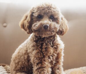 Cavapoo puppy inside home Cavapoo puppy inside home
