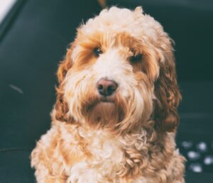 cockapoo adult inside home cockapoo adult inside home