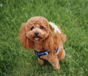 toy poodle playing in a field toy poodle playing in a field