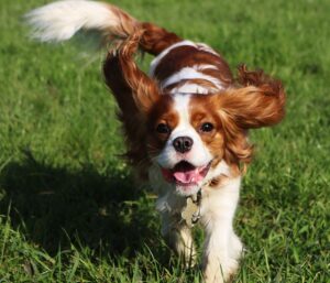 king charles spaniel playing outside in grass king charles spaniel playing outside in grass