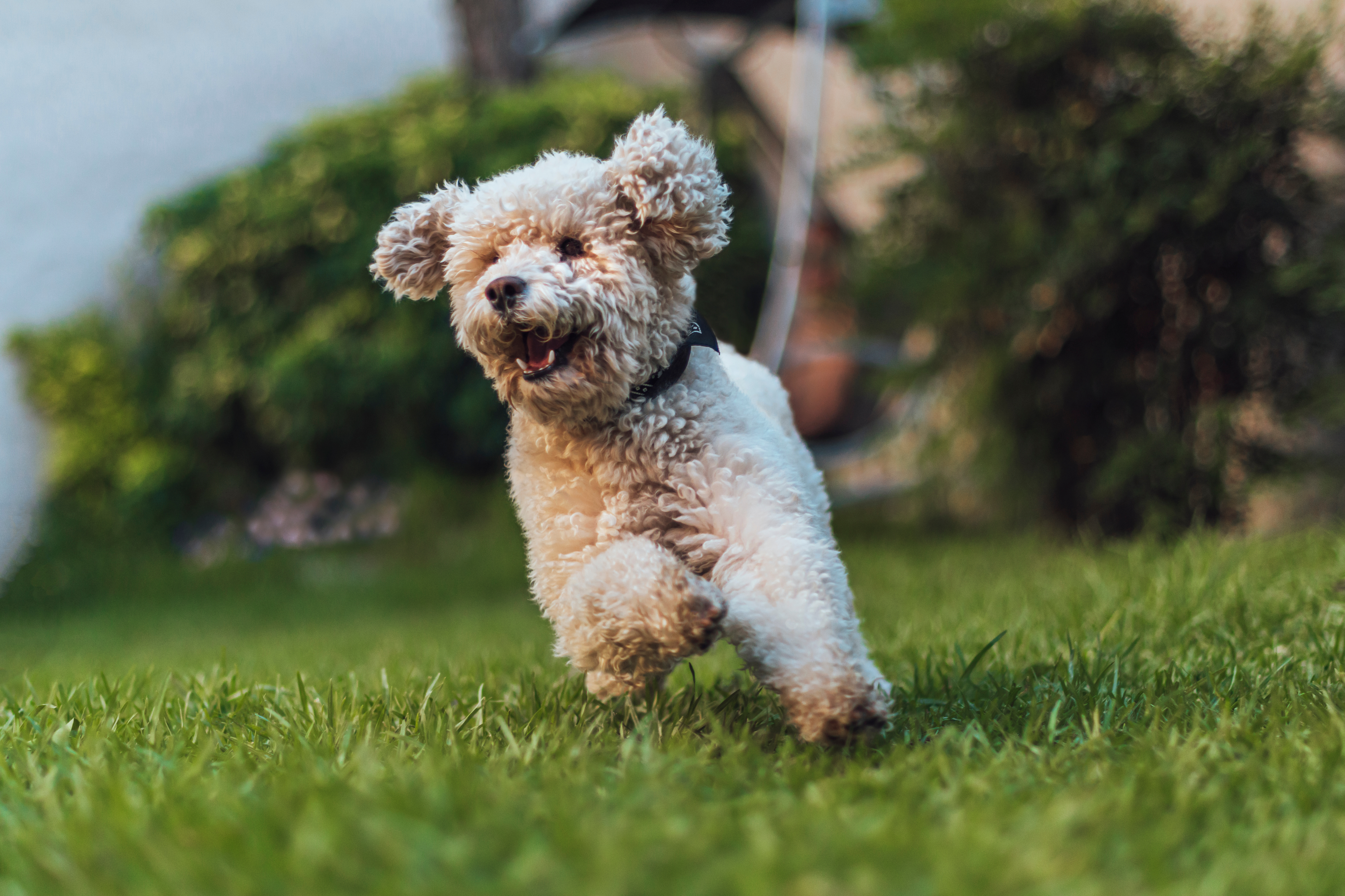 White poodle toy running towards the camera, very happy, playing
