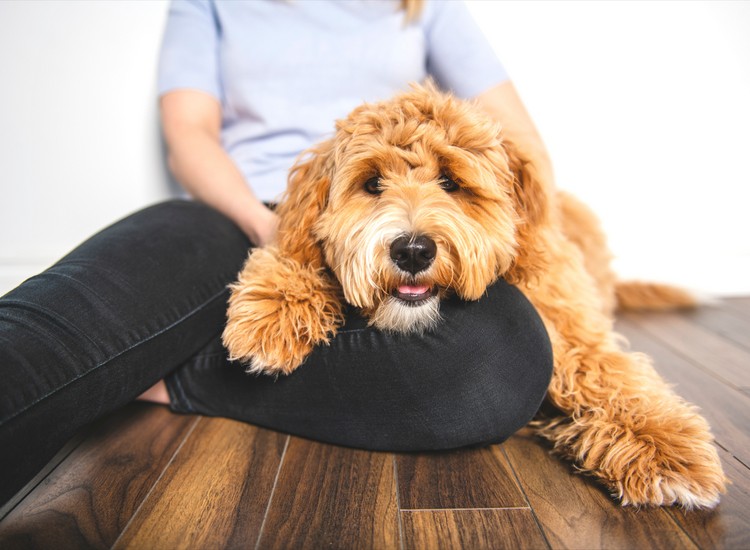 golden-doodle