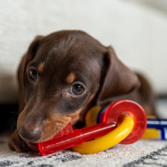 dachshund puppy dachshund puppy