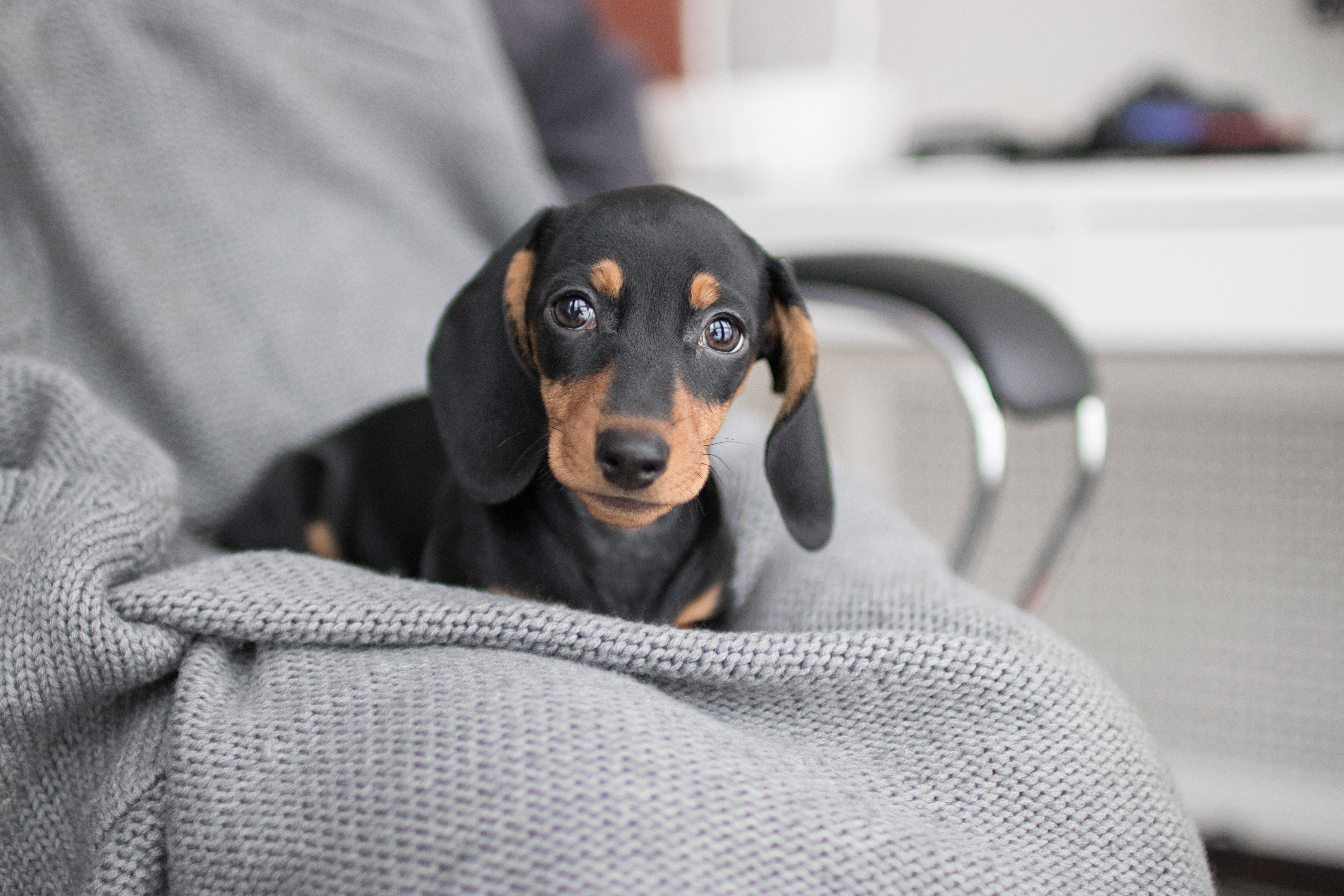 puppy Dachshund on grey knitted background lies and looking at t