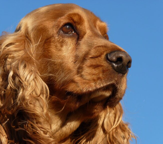 Cocker spaniel looking away Cocker spaniel looking away