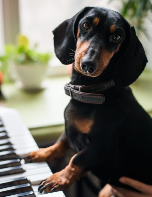 dachshund on piano dachshund on piano
