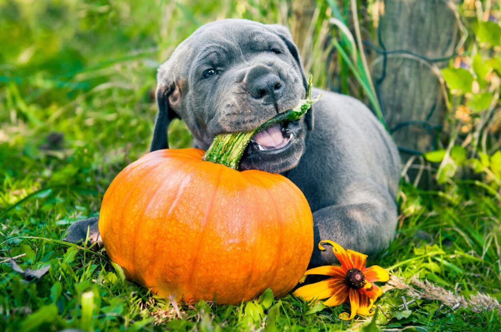puppy chewing pumpkin stem puppy chewing pumpkin stem