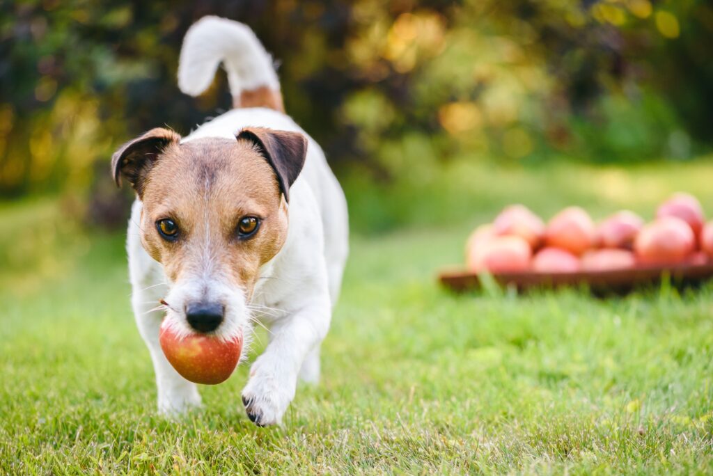 dog taking red apple dog taking red apple
