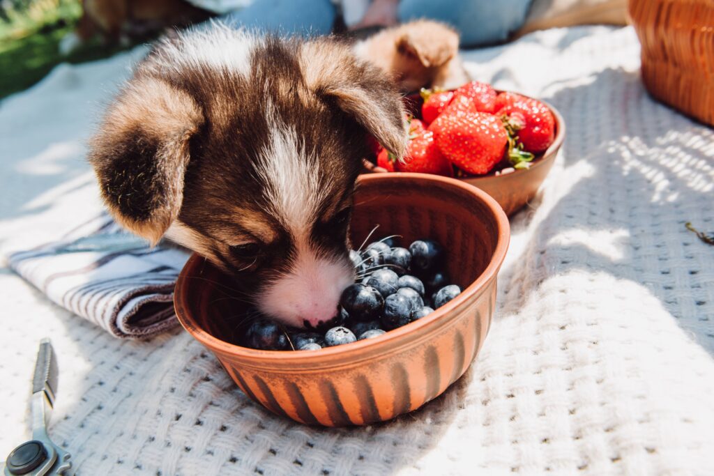 AdobeStock_281078853-min puppy and blueberries