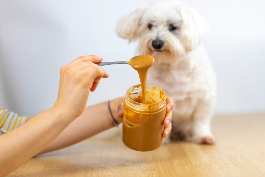 dog interested in peanut butter dog interested in peanut butter