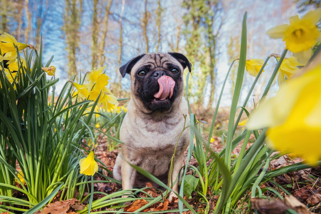 pug in daffodils pug in daffodils