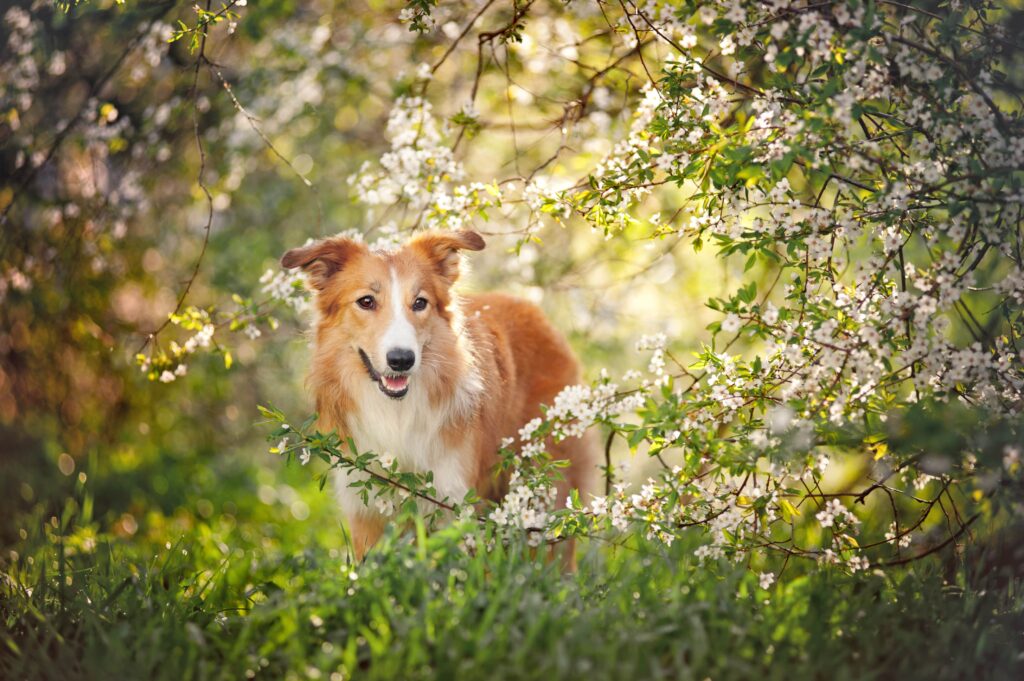 dog in foliage dog in foliage
