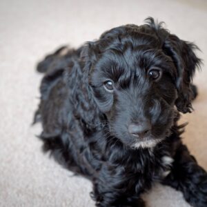 black coat cockapoo black coat cockapoo