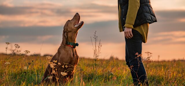 Why Breeding for Temperament is Important
