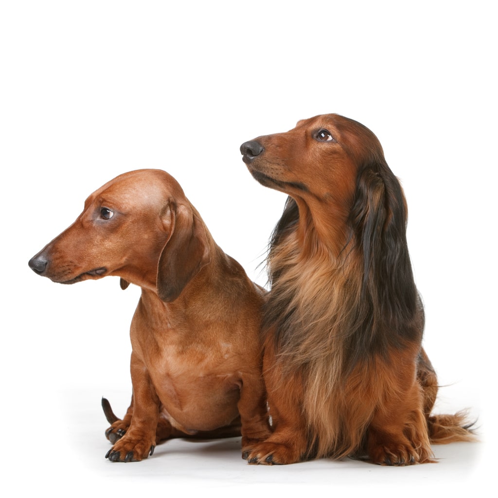 pair of dachshunds looking to the left pair of dachshunds looking to the left