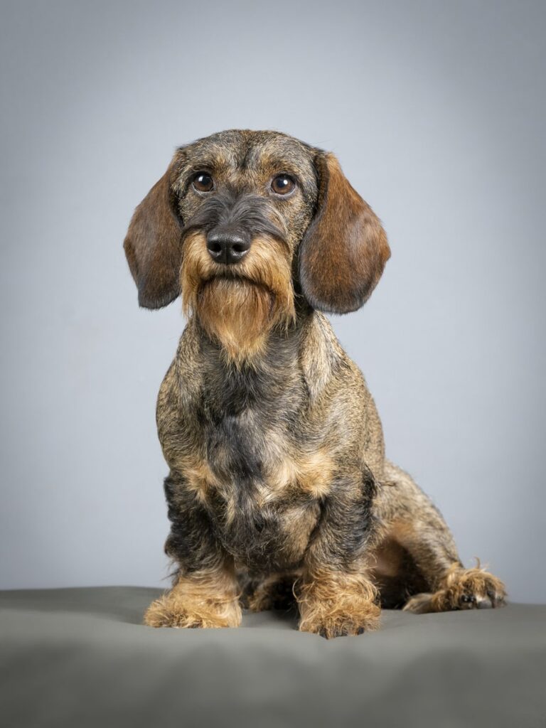 long haired wired dachshund long haired wired dachshund