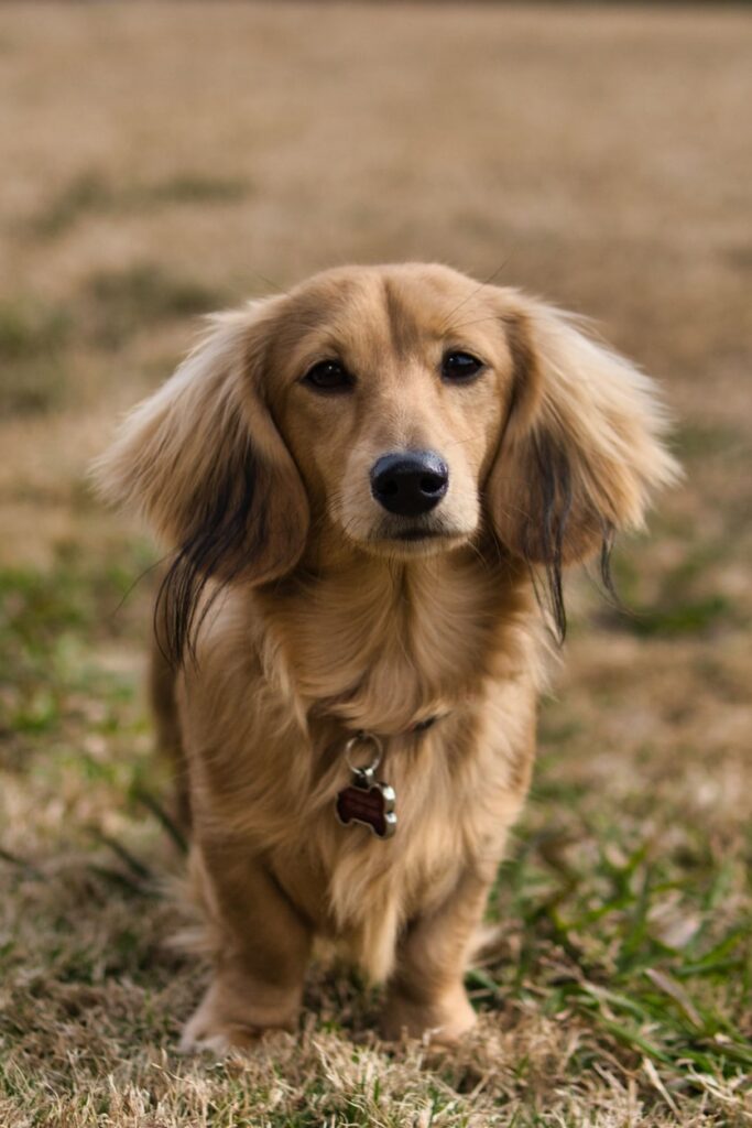 young dachshund on beach young dachshund on beach