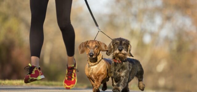 Are Dachshunds Easy to Train?