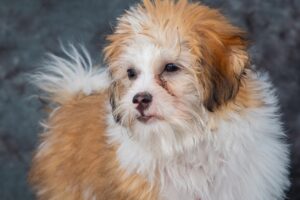 adult pomapoo adult pomapoo