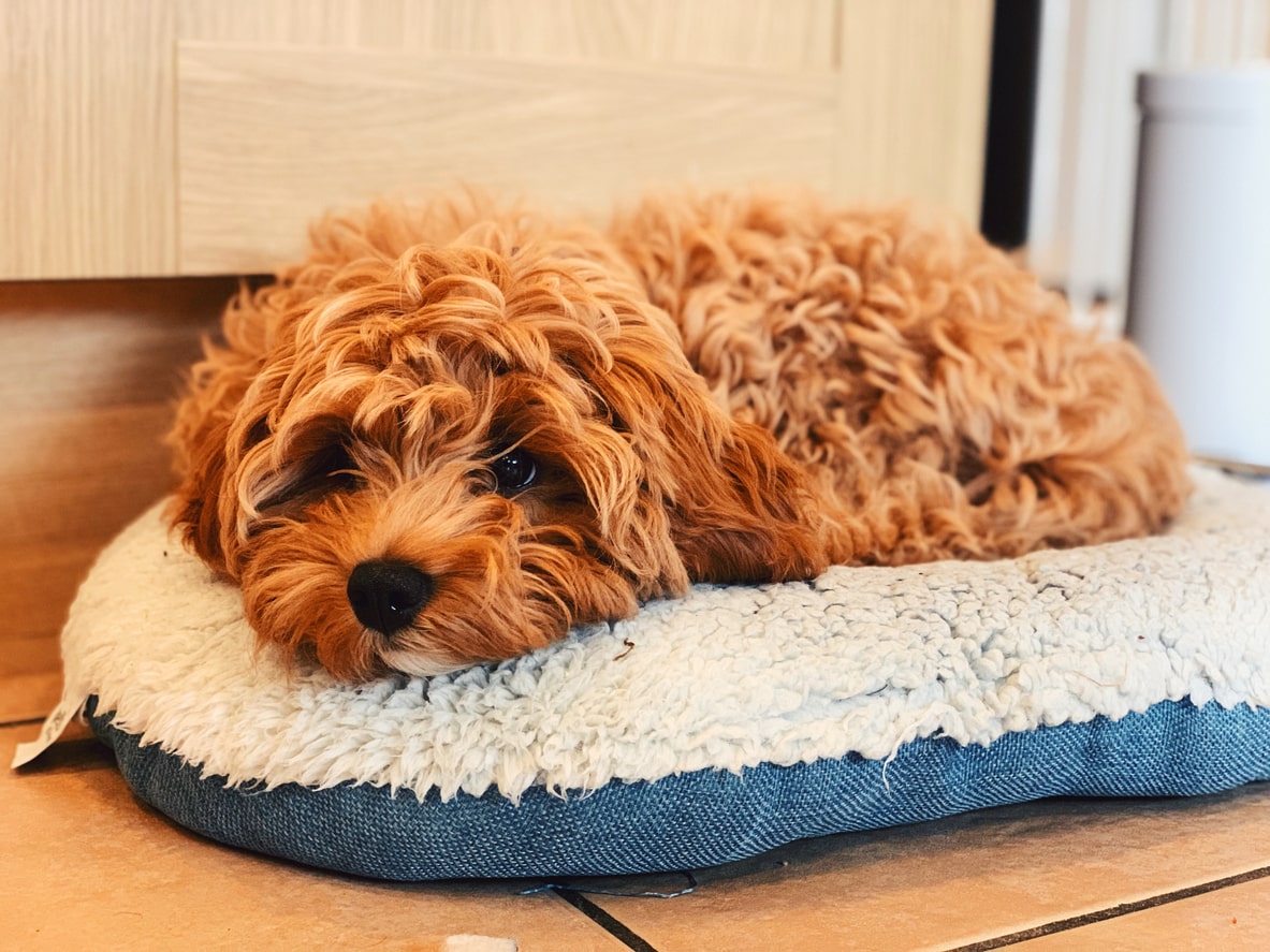 beautiful young cavapoo