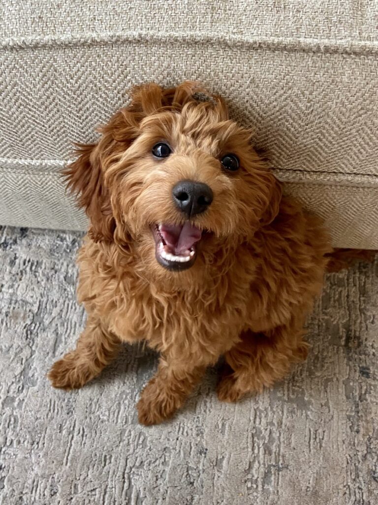 happy cavapoo looking up happy cavapoo looking up