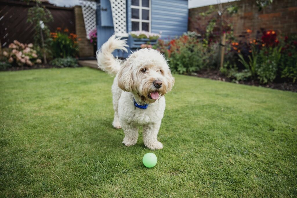 Activities to Keep Your Cockapoo Entertained | Perfect Pooches