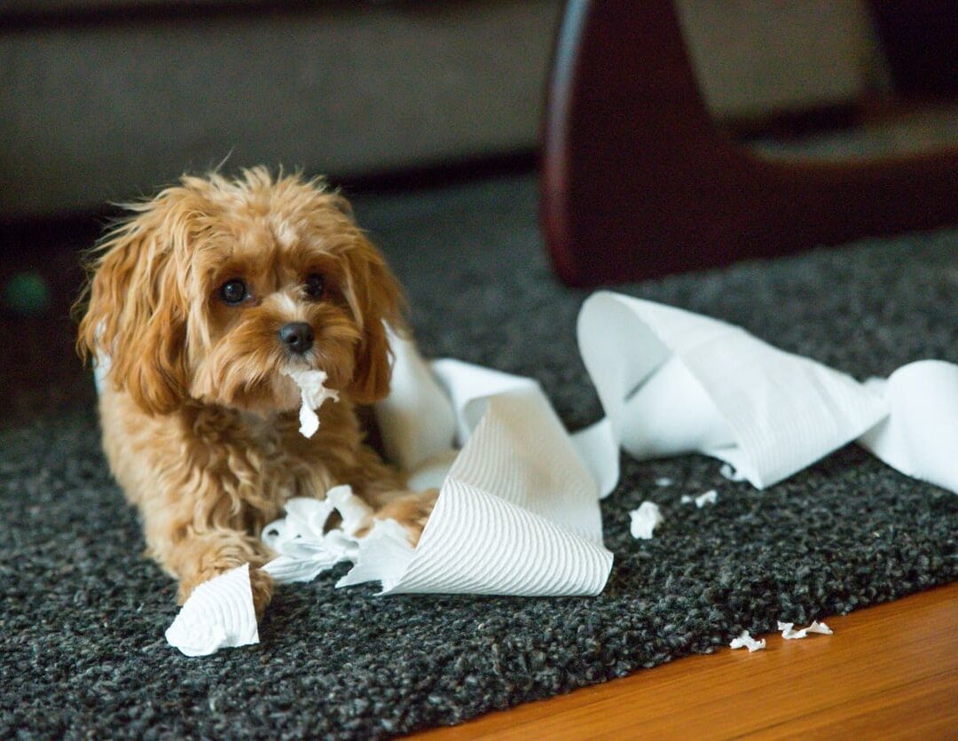 How Do I Toilet Train My Cavapoo Puppy How Do I Toilet Train My Cavapoo Puppy