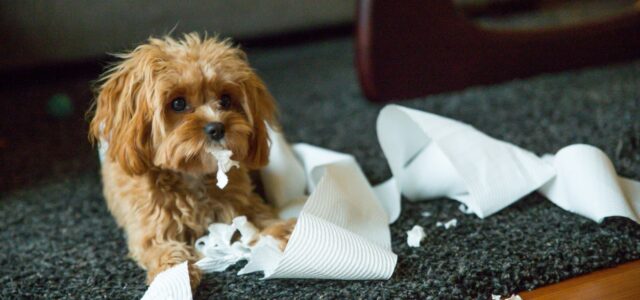 How Do I Toilet Train My Cavapoo Puppy