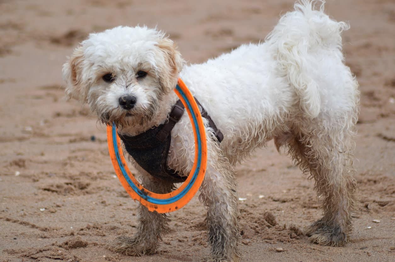 cavapoo dog outdoors on walk at beach