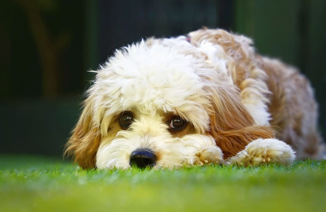 cavapoo puppy laid in grass
