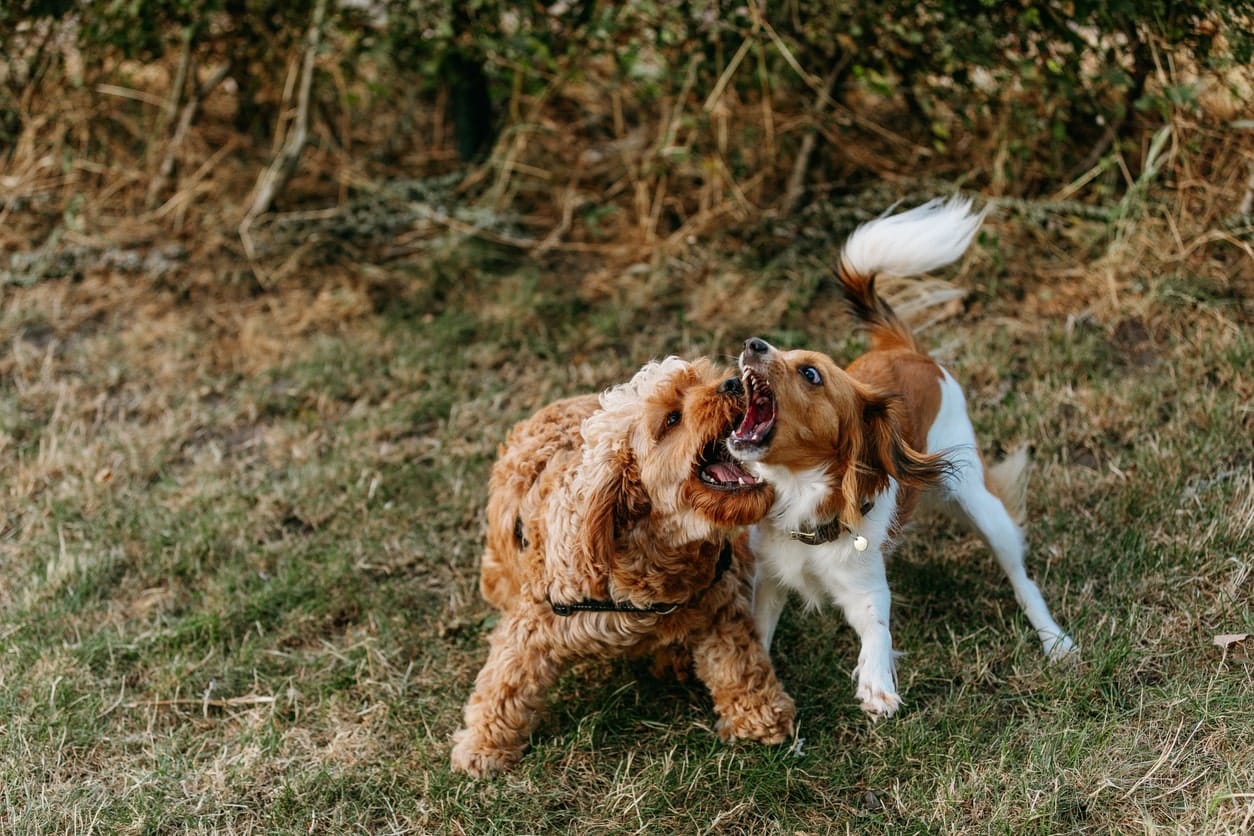 cockapoo playing with other dog outdoors