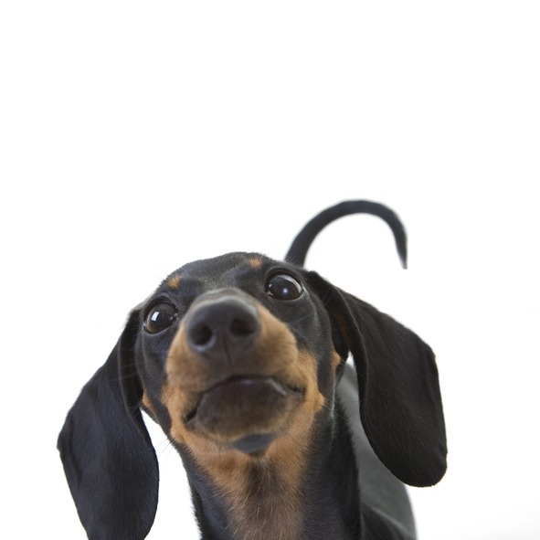 dachshund breeder dachshund breeder