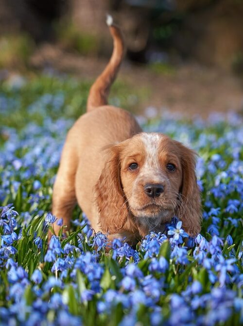 type cocker spaniels cocker spaniel breeders type cocker spaniels cocker spaniel breeders