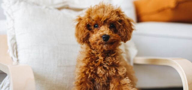 Toy Poodle Behaviour and Health