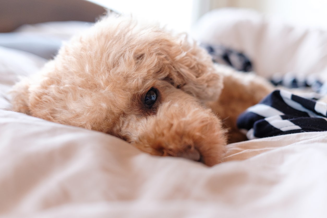 sleepy toy poodle puppy in home