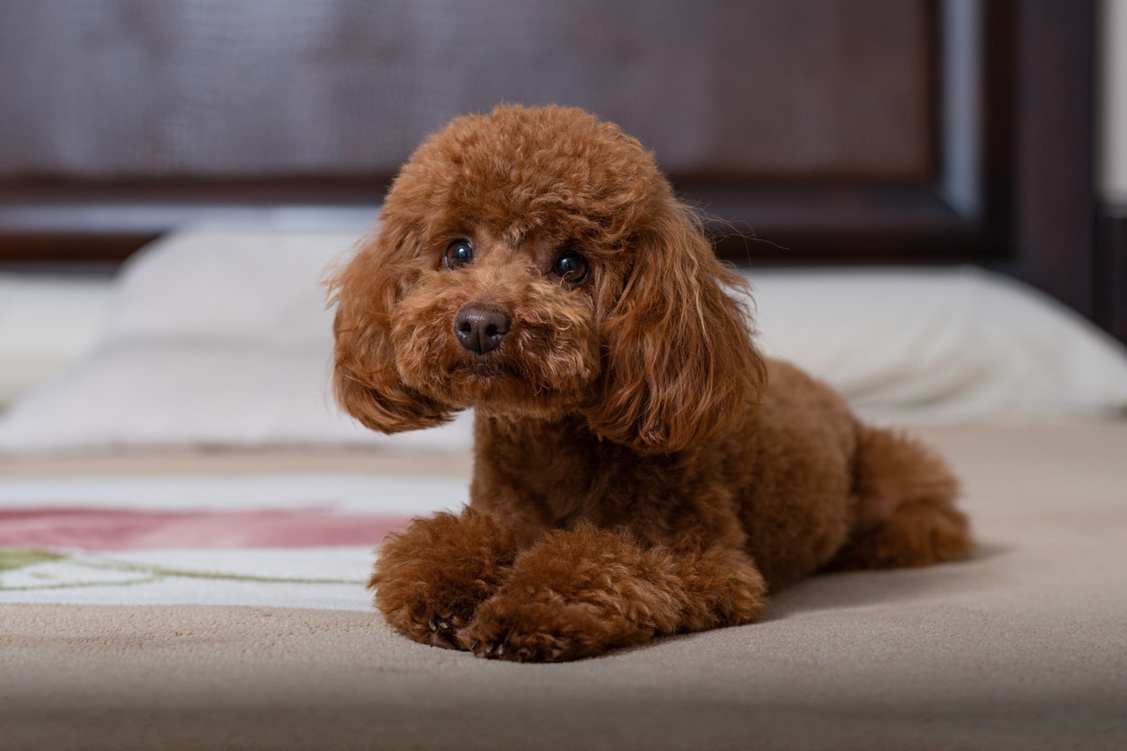 toy poodle relaxing in home