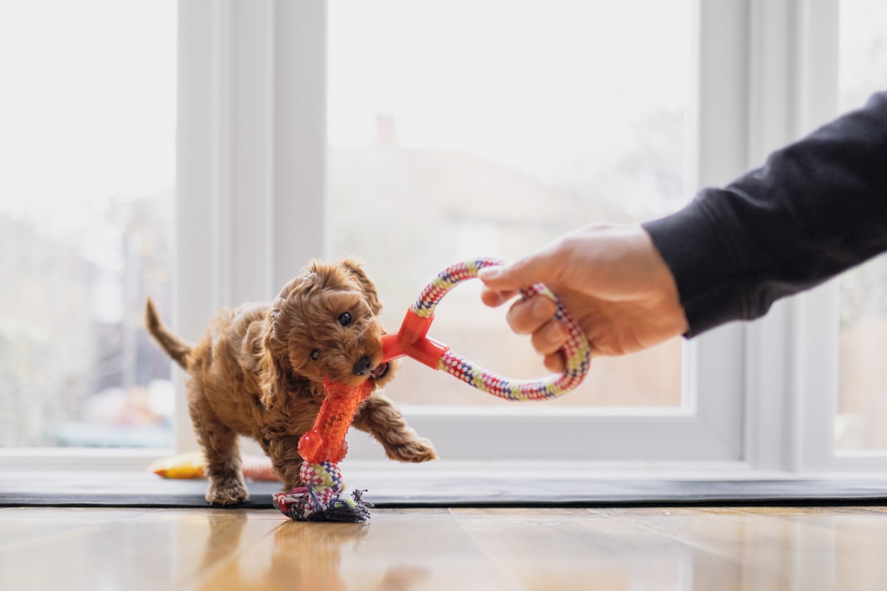 cockapoo playing tug of war with owner