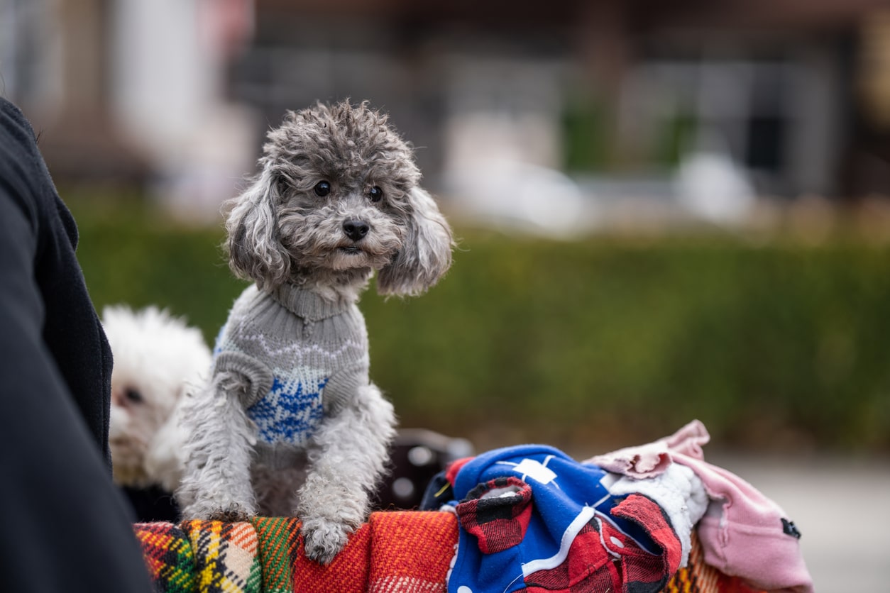 curly haired dog in warm winter jumper