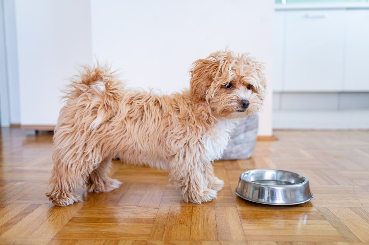 cockapoo at water bowl