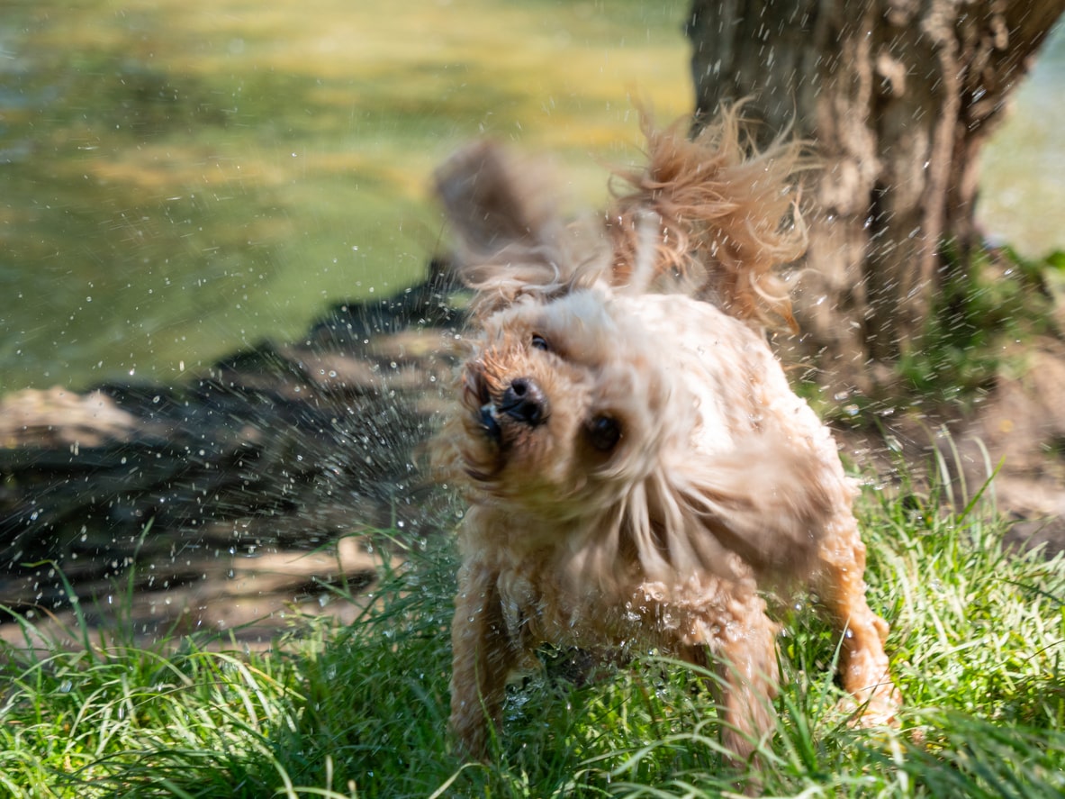 dog cooled down on walk with water