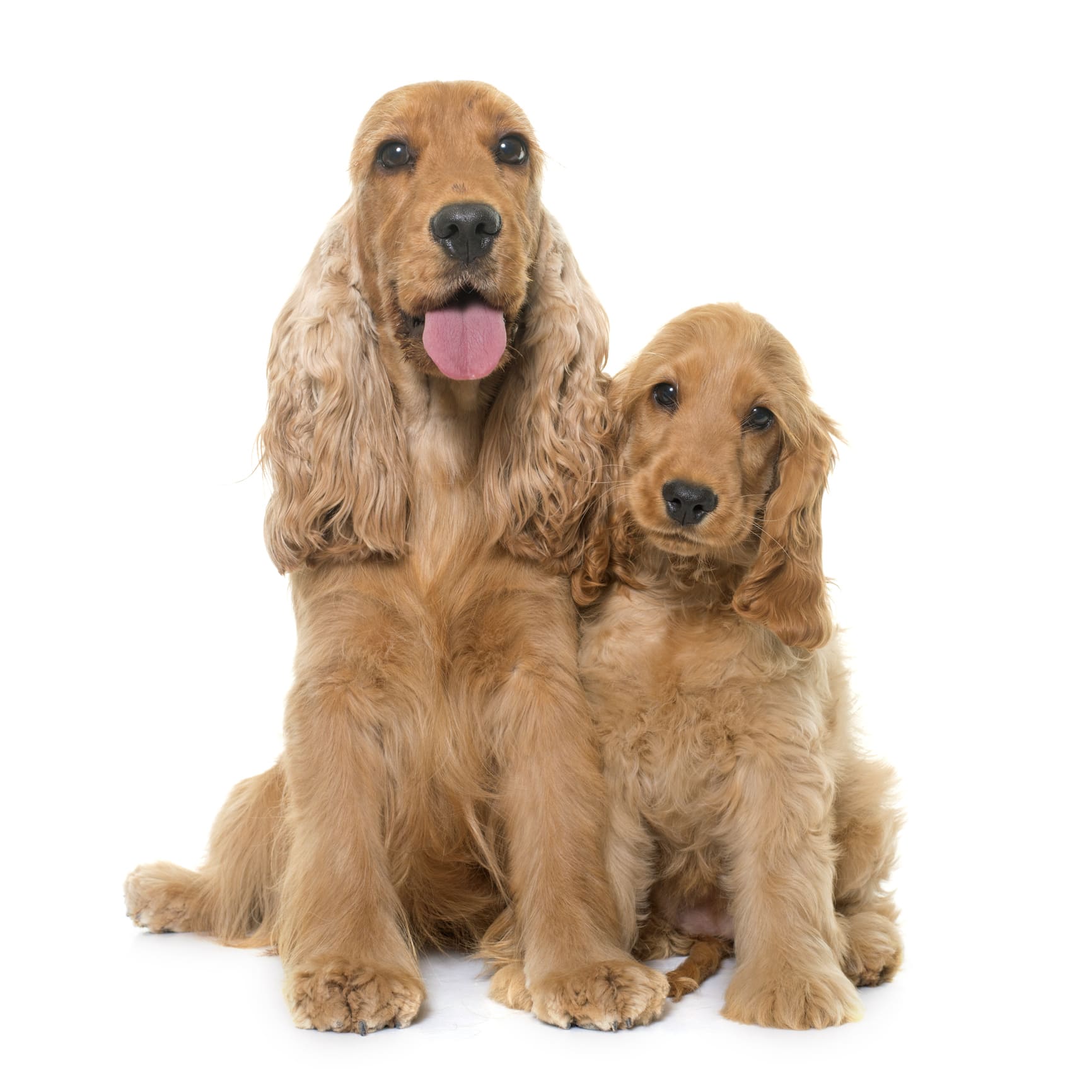 two cocker spaniels side by side two cocker spaniels side by side
