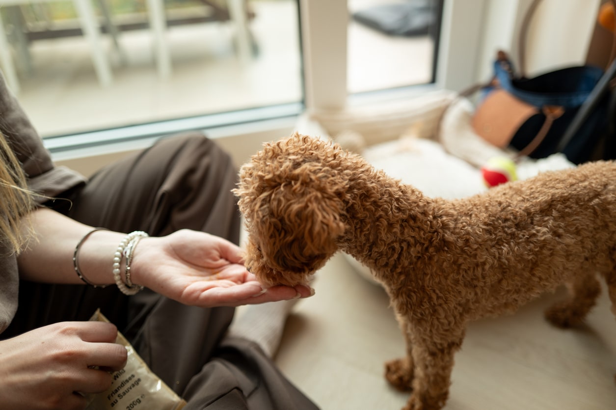 poodle training poodle training
